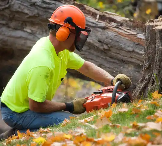 tree services North Olmsted